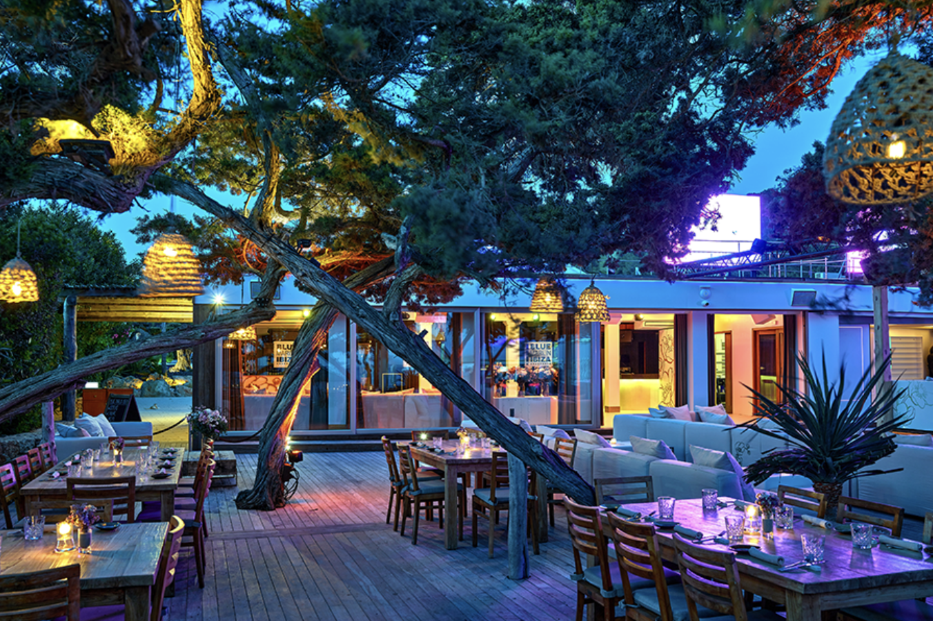 Blue Marlin